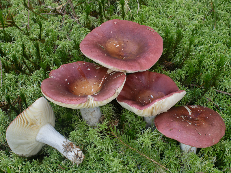 Russula vinosa Russula vinosa